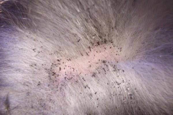 一寄生虫及真菌感染性皮肤病