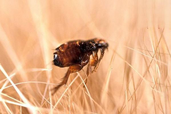 一寄生虫及真菌感染性皮肤病