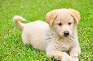 黄牛狗饲养秘诀，如何让爱宠更健康？秘诀就在这！