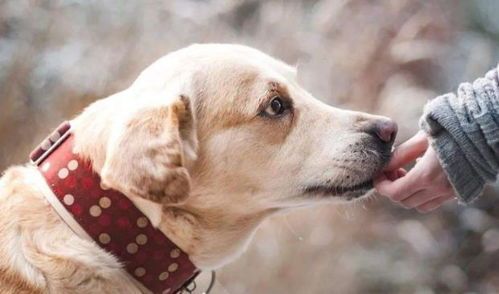 黄牛狗饲养秘诀，如何让爱宠更健康？秘诀就在这！