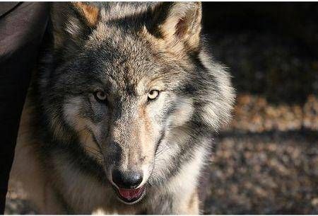 捷克狼犬：探索这些宠物狗的生活习性，让你更懂它们！