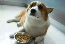 灵缇挑食怎么办？揭秘宠物健康饮食秘诀！