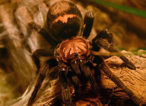 蜘蛛的致命弱点_揭秘蜘蛛不为人知的生存缺陷