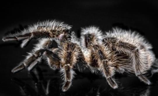 洪都拉斯卷毛蜘蛛_这种奇特蜘蛛的饲养与繁殖指南