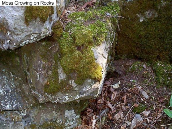 Figure 1. Moss growing on a rock.