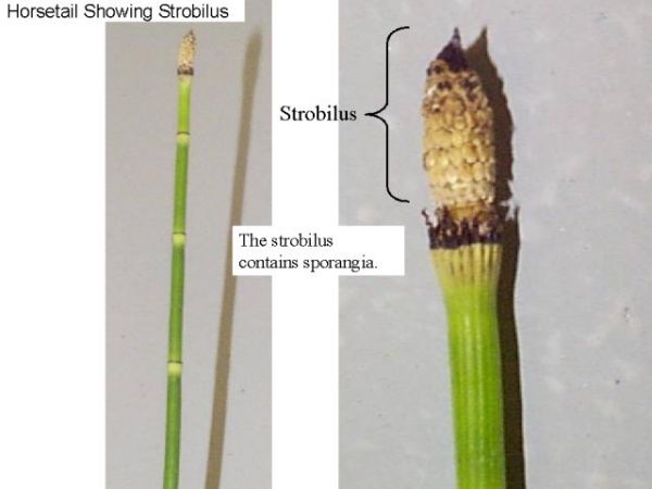 Figure 16. Horsetail showing strobilus