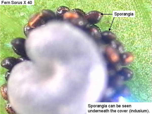 Figure 13. Fern sorus x40