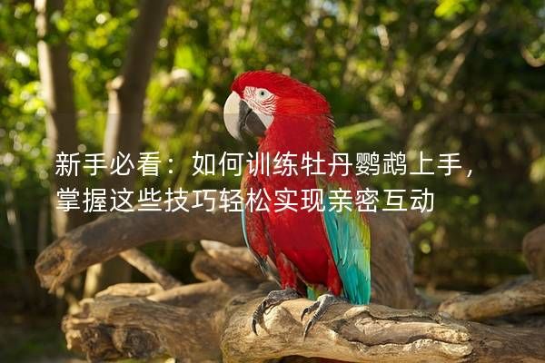 新手必看：如何训练牡丹鹦鹉上手，掌握这些技巧轻松实现亲密互动