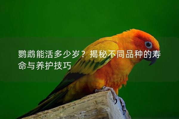 鹦鹉能活多少岁？揭秘不同品种的寿命与养护技巧