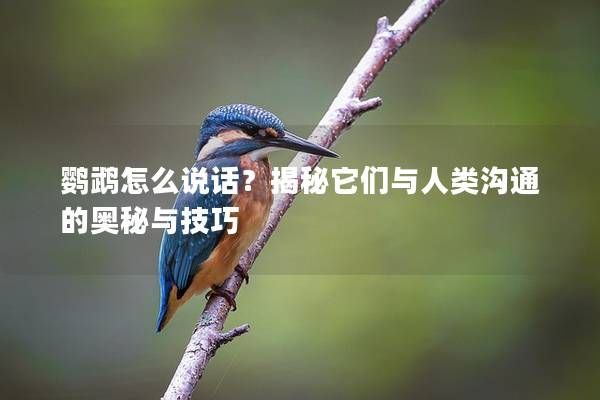鹦鹉怎么说话?揭秘它们与人类沟通的奥秘与技巧