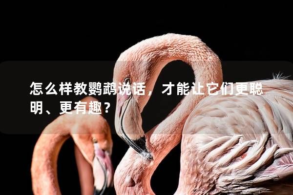怎么样教鹦鹉说话，才能让它们更聪明、更有趣？