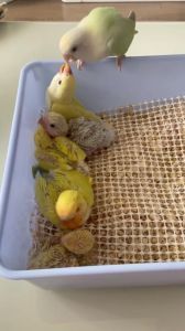 手养喂大的鹦鹉幼鸟_捡到牡丹鹦鹉养大记，新手养鸟经验分享