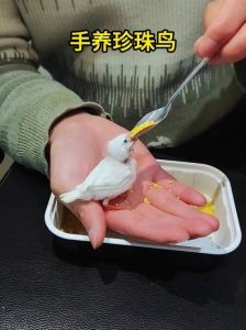 珍珠鸟多大可以手养_珍珠鸟幼鸟手养技巧与注意事项
