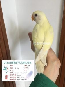 日本桃鹦鹉叫声大吗认人吗_日本桃鹦鹉叫声响亮，认人不认人看互动