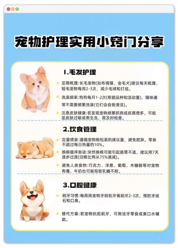 宠物养护安全指南:掌握这些知识,让爱宠更健康(图1)