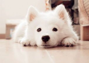 挑选萨摩耶狗粮，营养与口味的完美平衡！