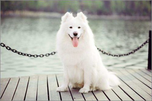 挑选萨摩耶狗粮，营养与口味的完美平衡！