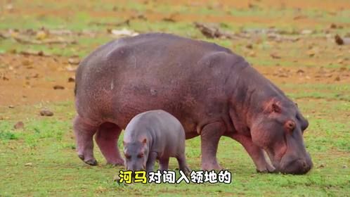 河马能撞死马吗