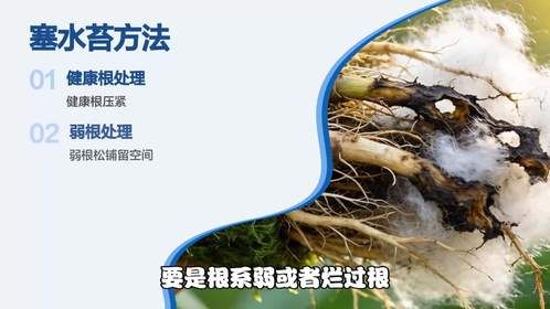 蝴蝶兰用什么水苔好