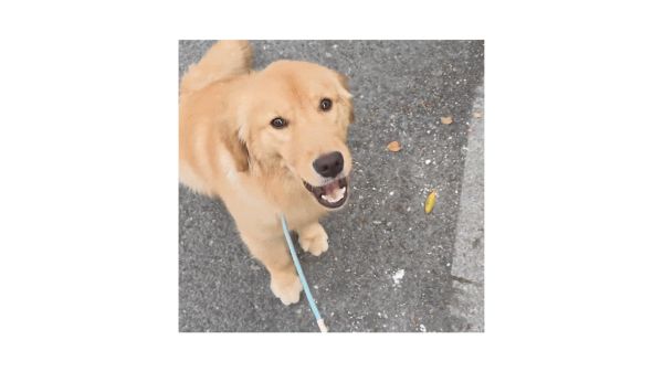 序列 05_3_compressed (67).gif