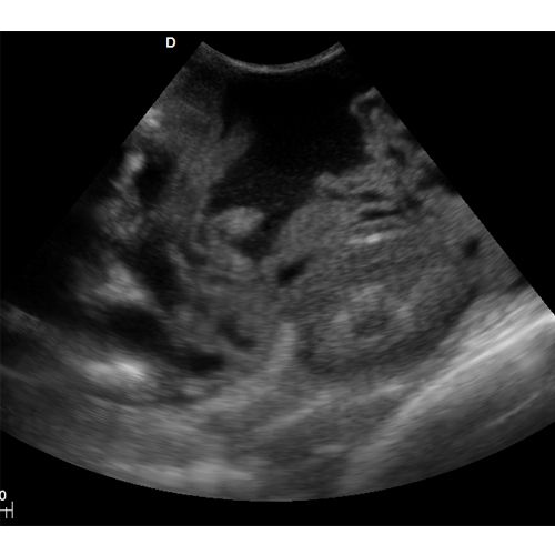 宠物彩超机图像
