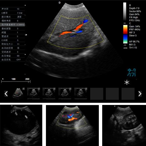 宠物超声图像