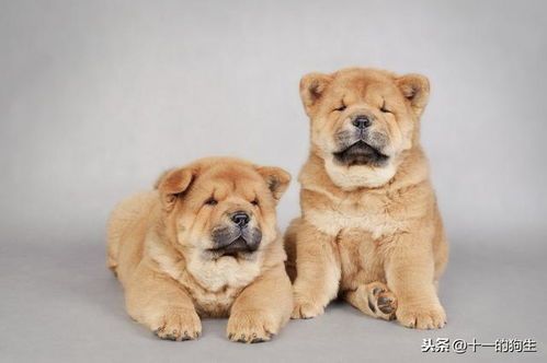 探索狐狸犬的五大体型品种，满足您的宠物需求！