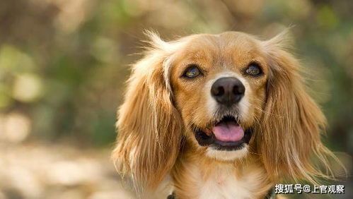 宠物长腿：如何让你的宠物长腿更加健康？养护宠物长腿的五大技巧