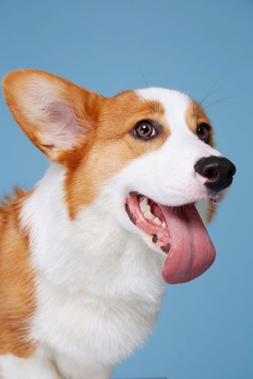 租宠物：解决宠物养殖难题？国内最受欢迎的租宠物平台推荐