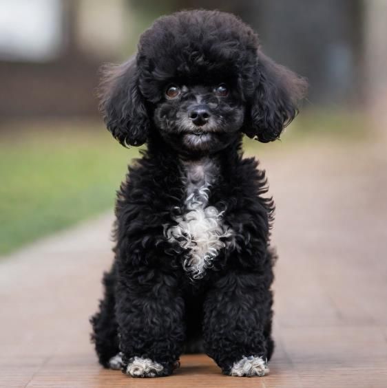 贵妇狗：聪明、高贵的犬种