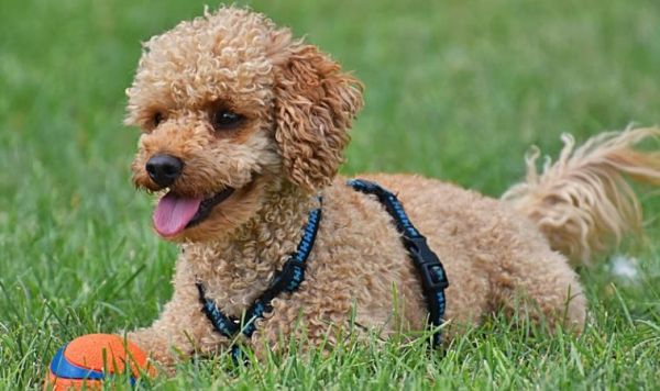 茶杯贵宾狗：小巧可爱的宠物伴侣