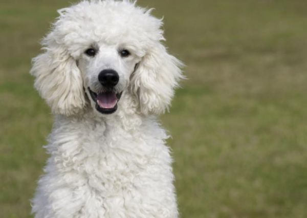 大型泰迪是什么品种_贵宾犬的大型品种有哪些