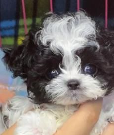 黑白贵宾犬_纯色贵宾犬的独特魅力与饲养指南