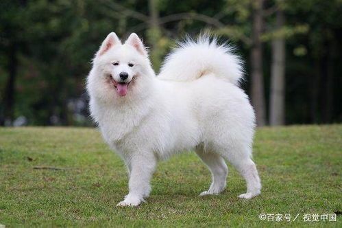 有哪些宠物狗品种是白色的？