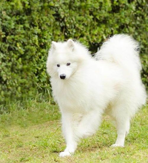 你知道常见宠物狗的品种和价格吗？