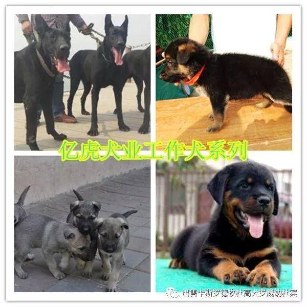 2025年，热门宠物狗价格表里的犬种市场行情如何？