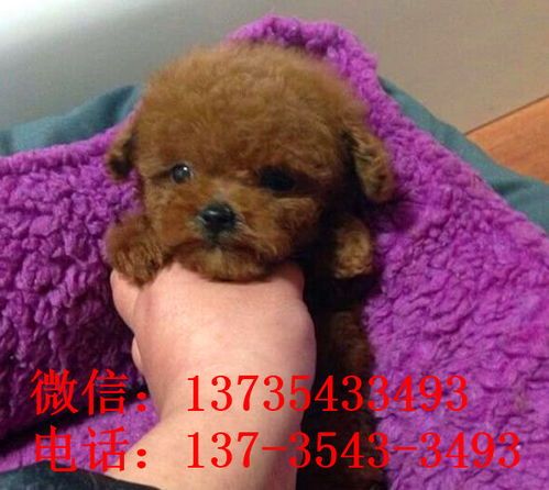 茶杯贵宾狗，哪个小巧可爱的宠物伴侣不是你的心头好？