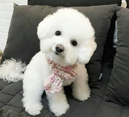 有哪些宠物犬品种没有体臭？