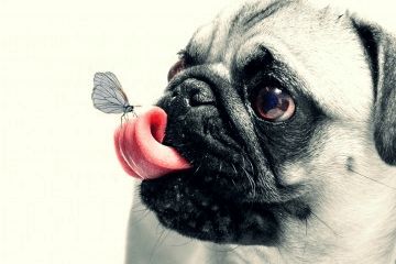 狗狗的名字大全可爱