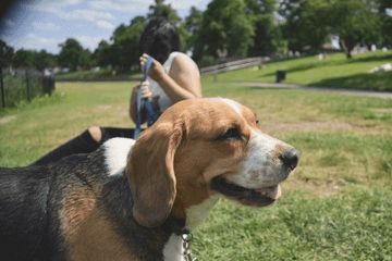 狗狗的名字大全可爱