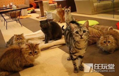 赤峰宠物乐园，这家店里的猫咪品种多吗？