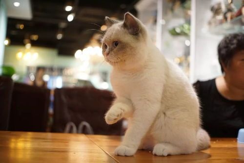 赤峰宠物乐园，这家店里的猫咪品种多吗？