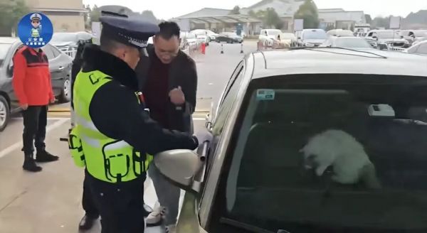 男子驾车返乡途中，被猫咪锁在车外！结局：“解铃还需系铃猫”