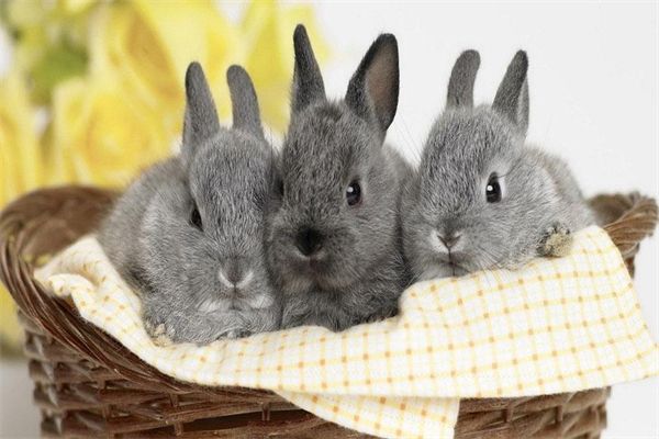 火车让带宠物狗吗(火车让不让带宠物狗)