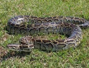 世界上十大蟒蛇排行榜，最长可达15米，重1134公斤！