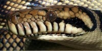 世界上十大蟒蛇排行榜，最长可达15米，重1134公斤！