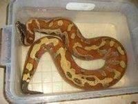 世界上十大蟒蛇排行榜，最长可达15米，重1134公斤！