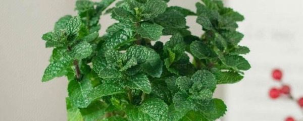 薄荷的种植方法，可扦插繁殖或分株繁殖