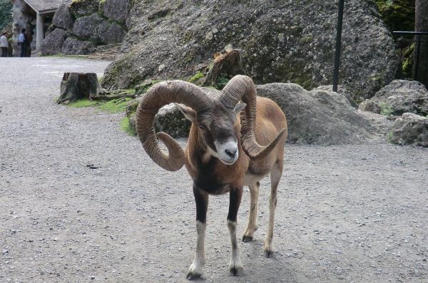 2. 稀有进化宠物