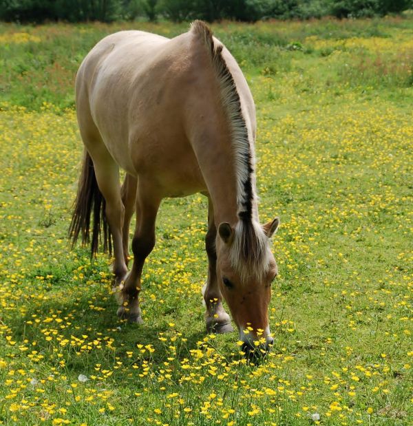 4. 宠物进化路线